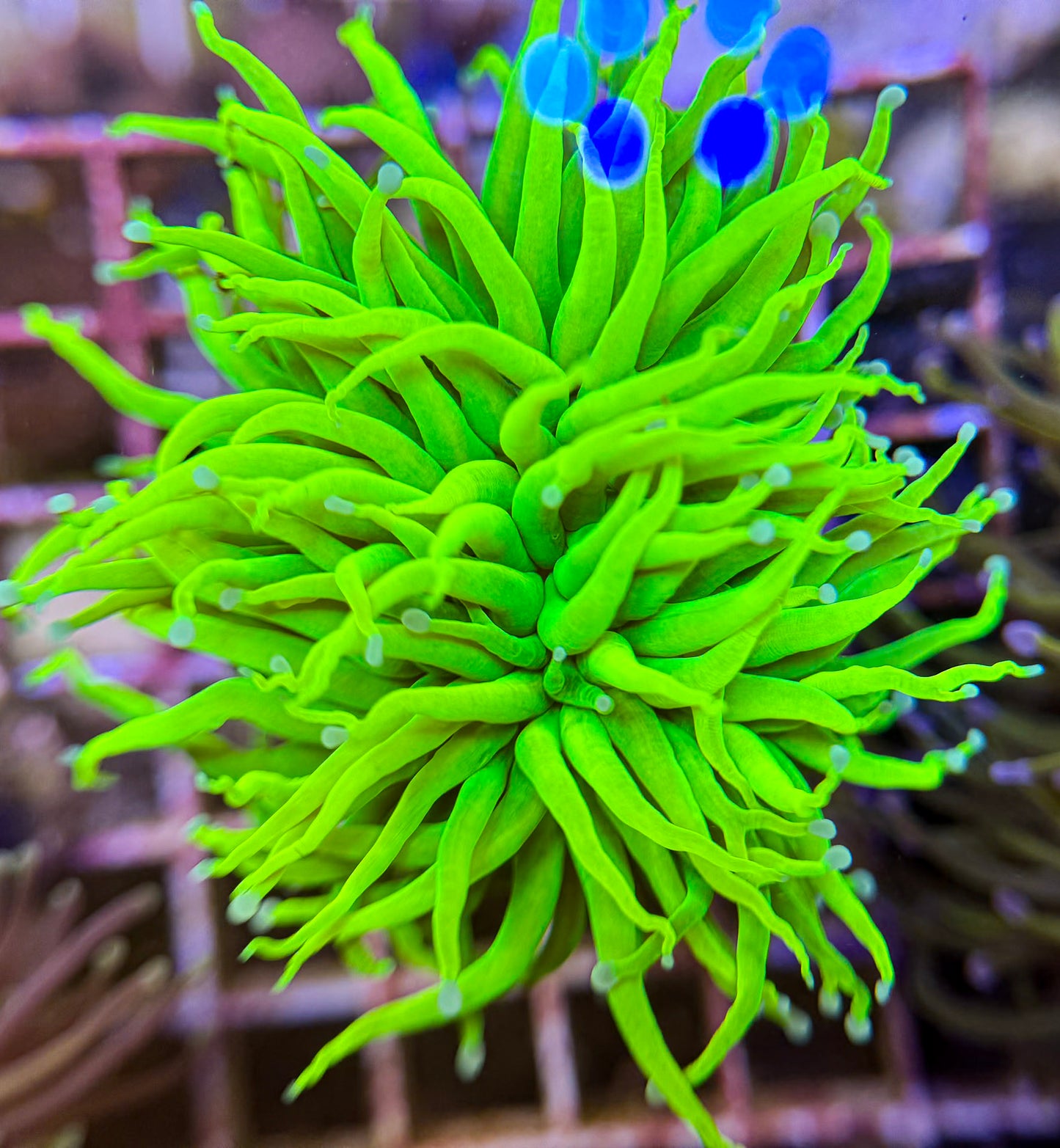 2B92 Kalimantan Grail Torch