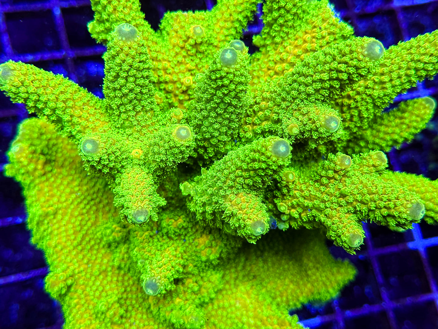 Acid Bath Acropora Digitifera