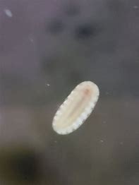 Micro Chitons
