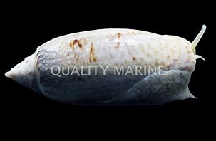 Olive Sand Sifting Periscope Snail
