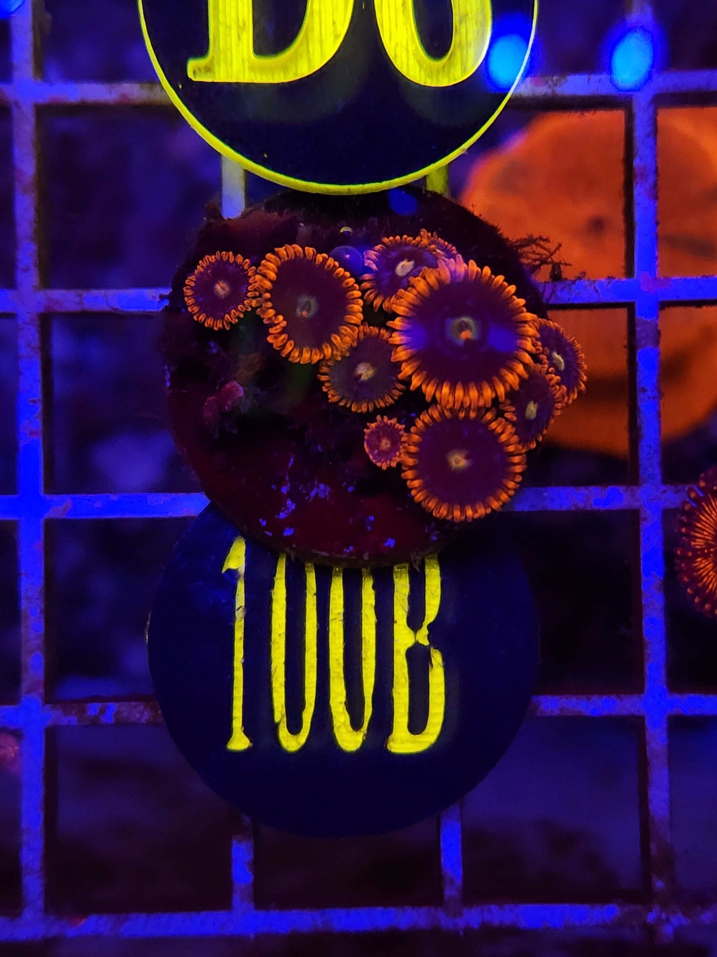 Alpha and Omega Zoanthid Frag, WYSIWYG!