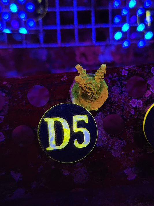 Orange Creamsicle Acro WYSIWYG!