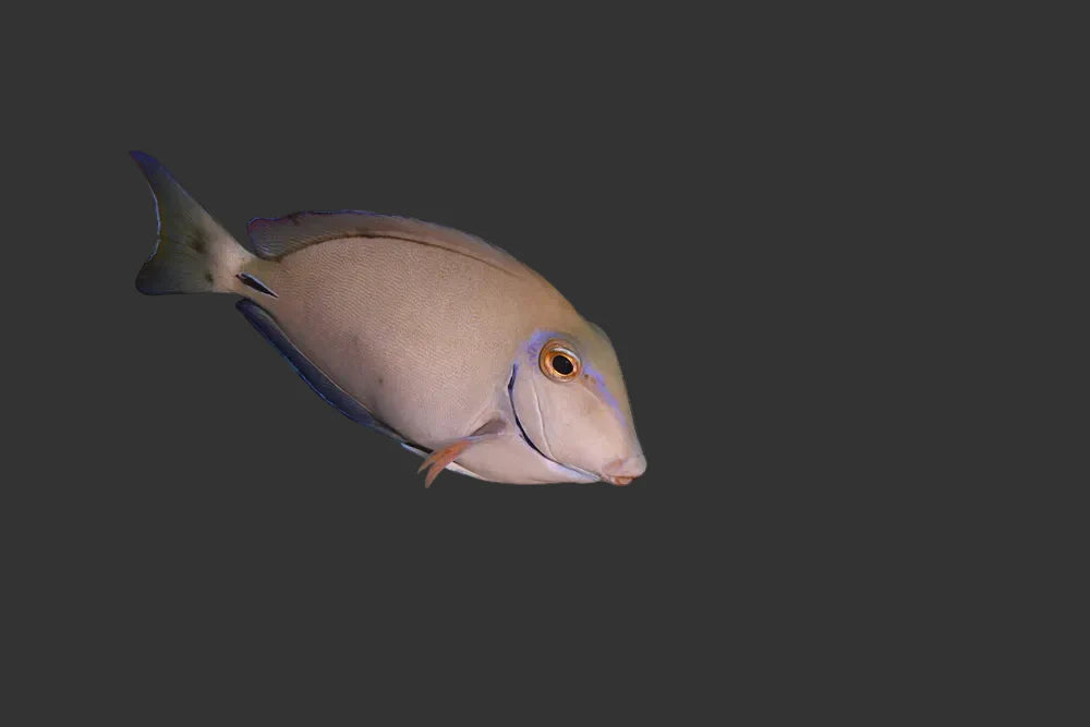 Atlantic Ocean Surgeonfish - Acanthurus bahianus (2-4’’)