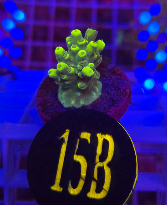 Aussie Highlighter Acropora WYSIWYG!
