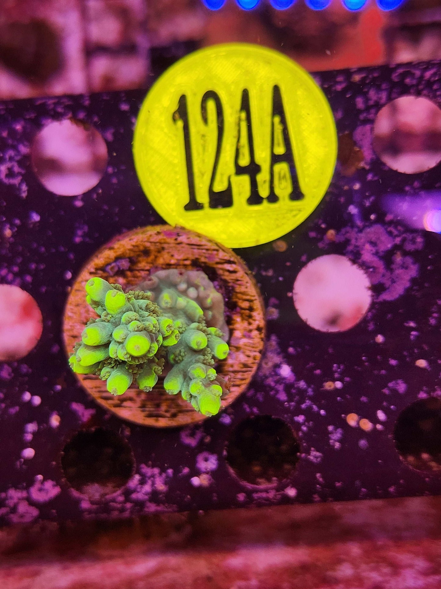 Aussie Highlighter Acro, WYSIWYG!