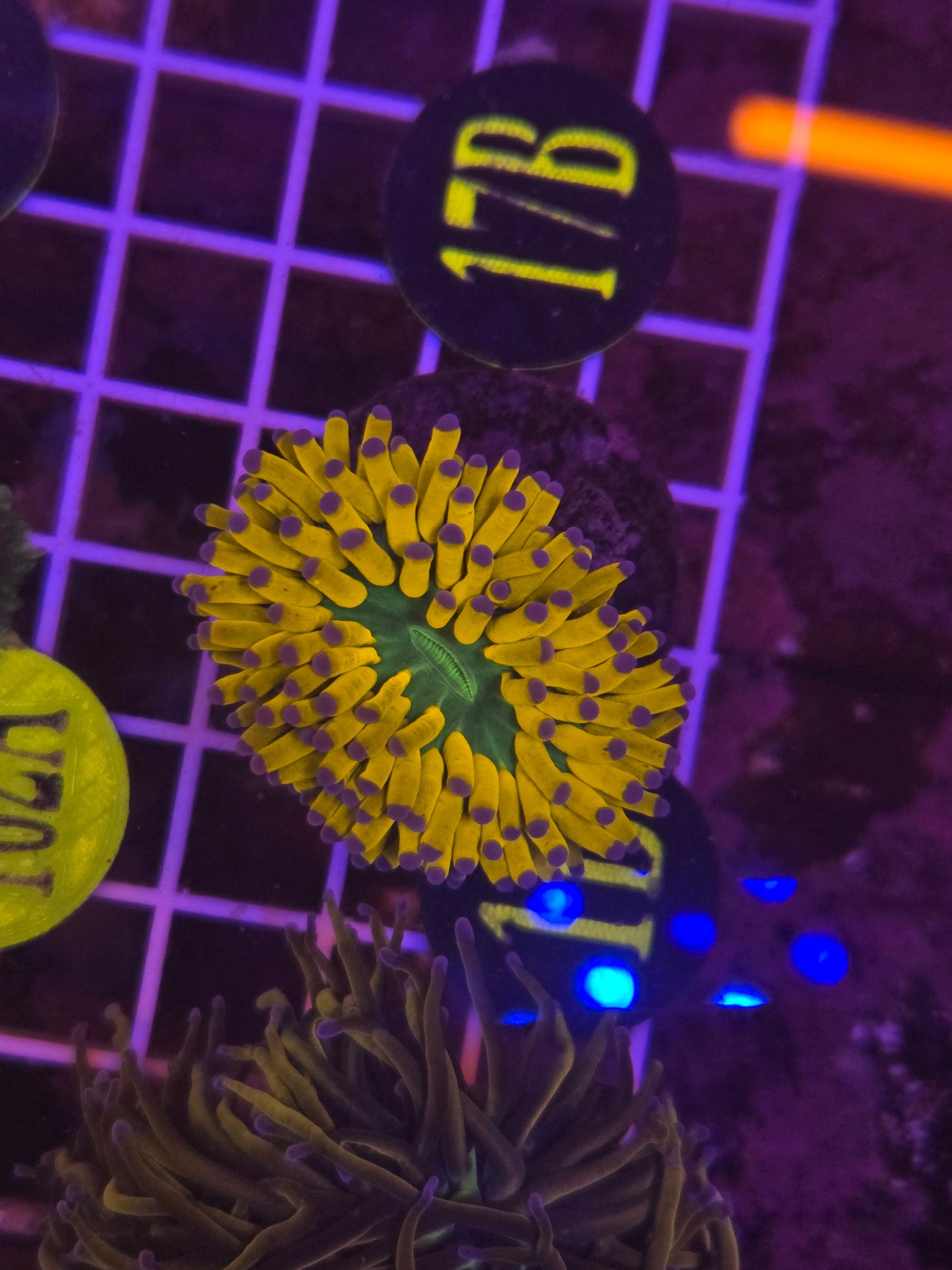 Banana Holy Grail Torch Frag WYSIWYG!