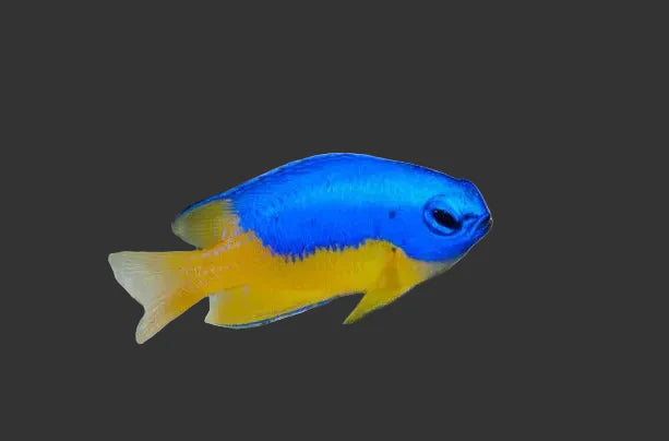 Bi-Color Damsel (2-3’’)
