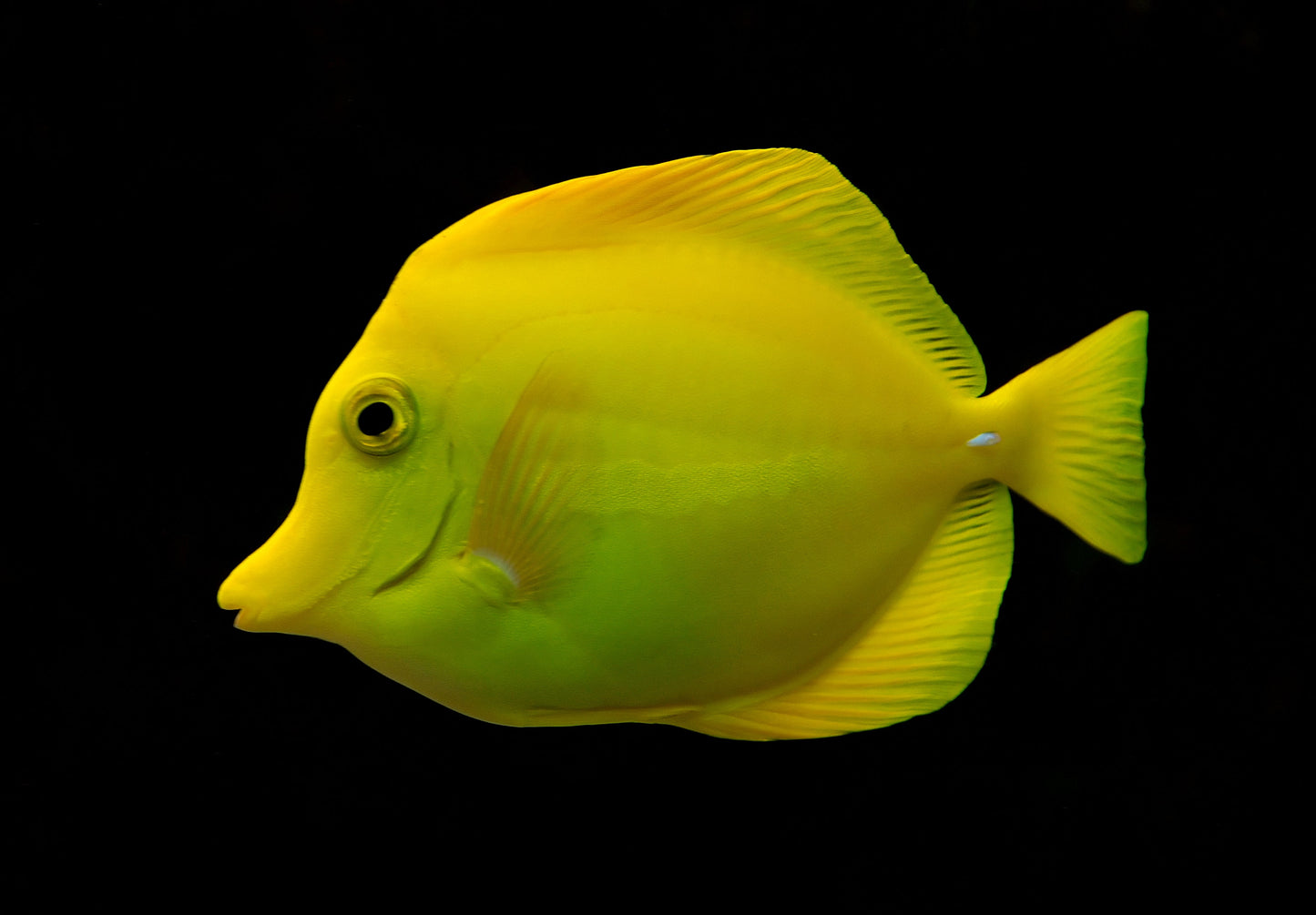 Biota Yellow Tang