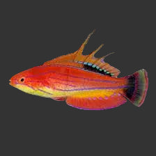 Carpenter Flasher Wrasse (2’’)