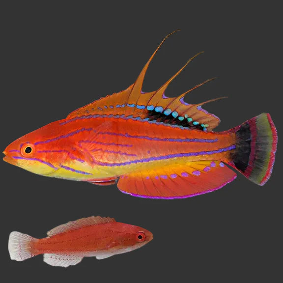 Carpenter Flasher Wrasse - Paracheilinus carpenteri (2-3’’)