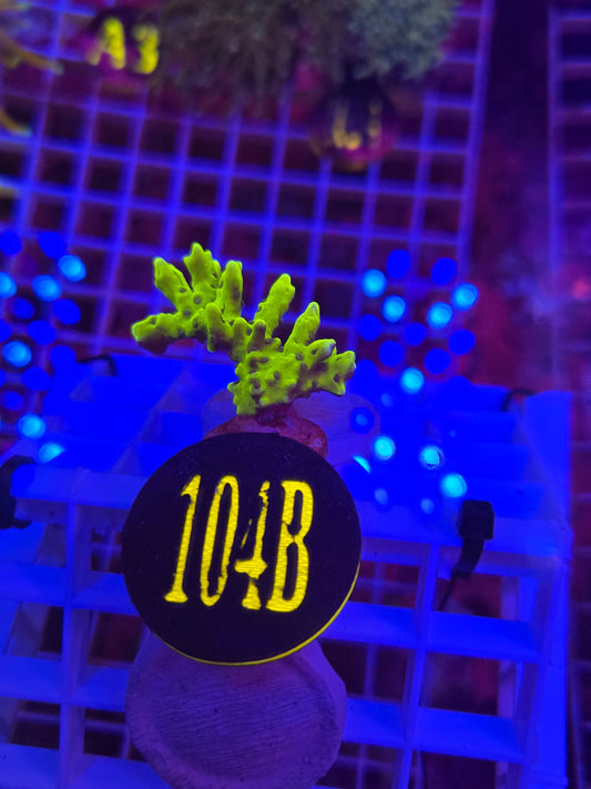 CB The Thing Anacropora WYSIWYG!