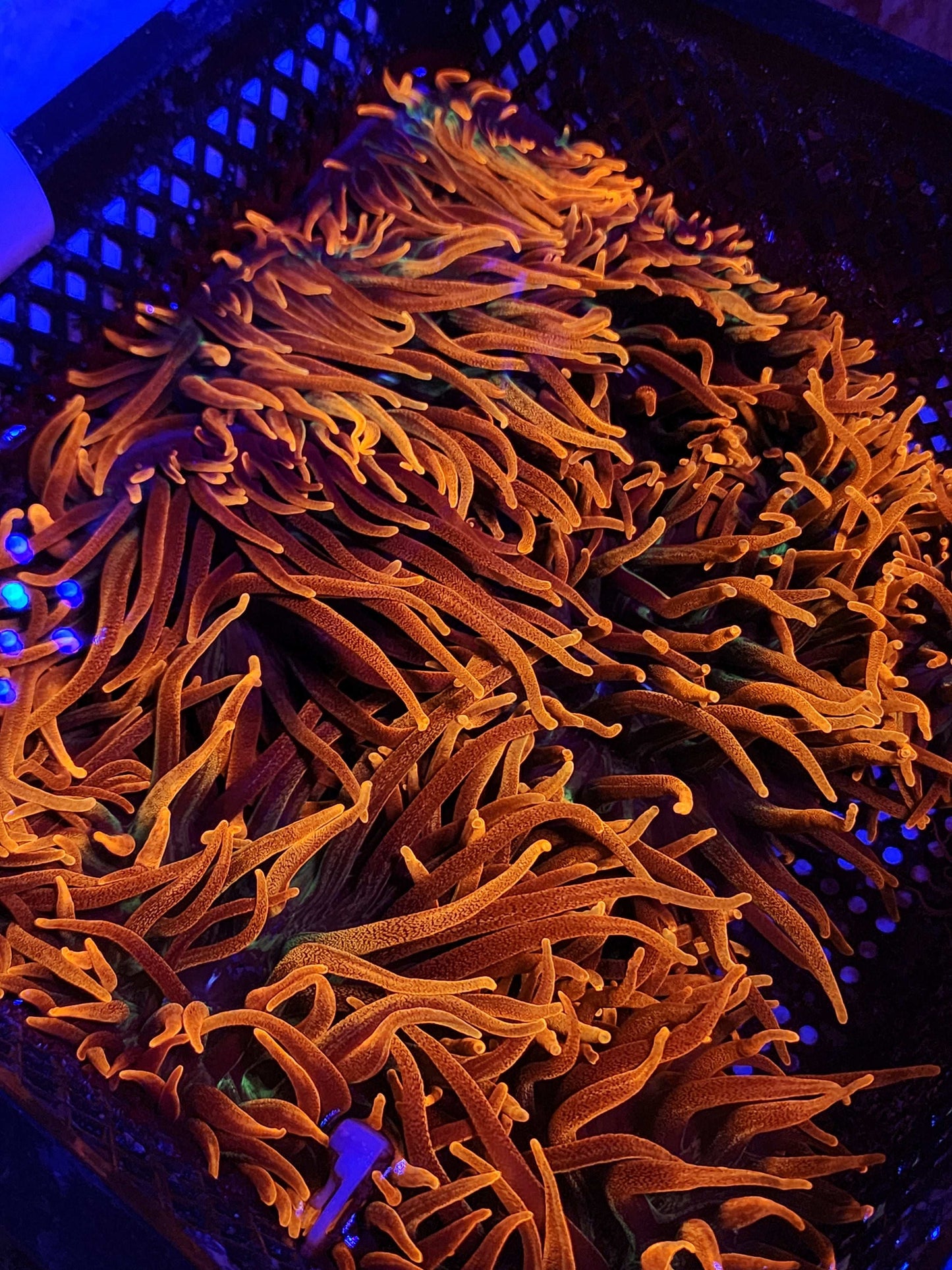 Chicago Sunburst Anemone