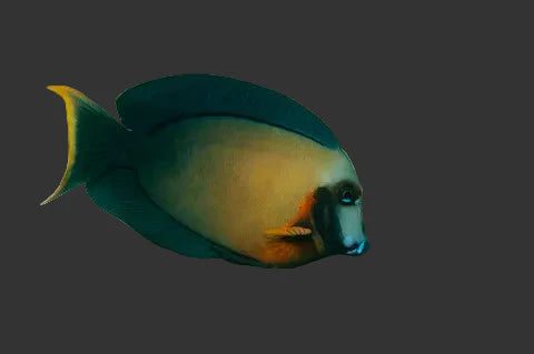 Chocolate Yellow Mimic Tang (3-4’’)