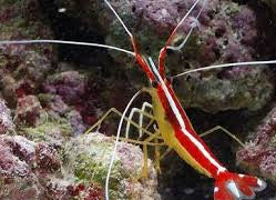 Cleaner Shrimp