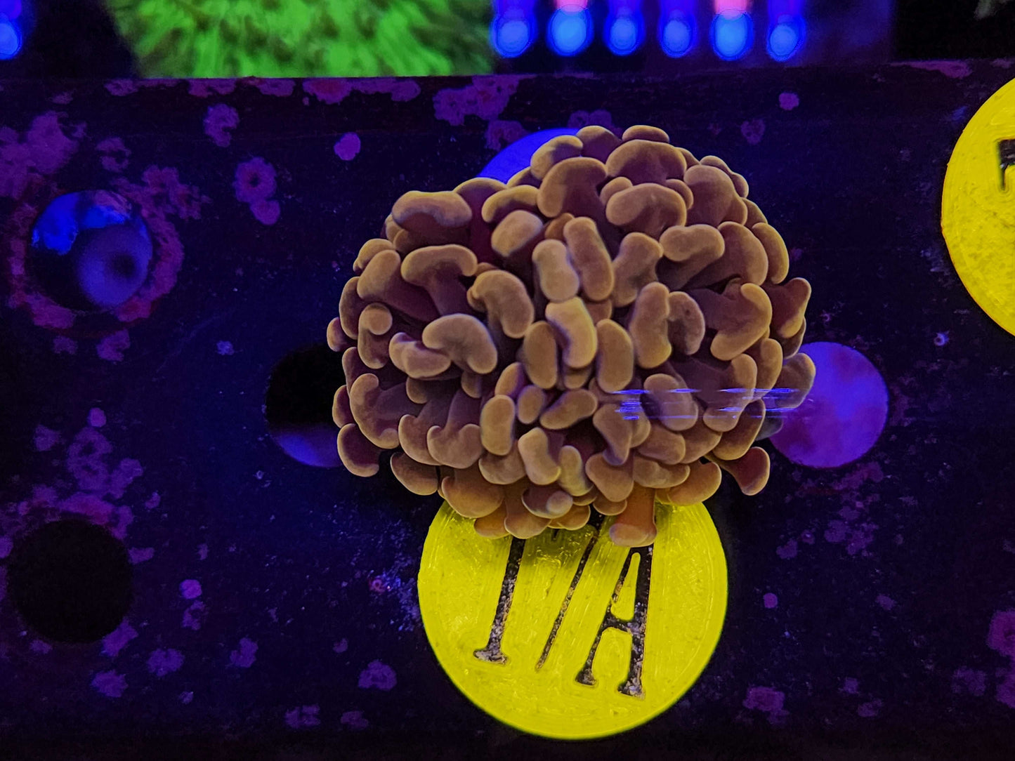 Dark Gold Hammer Coral, WYSIWYG!