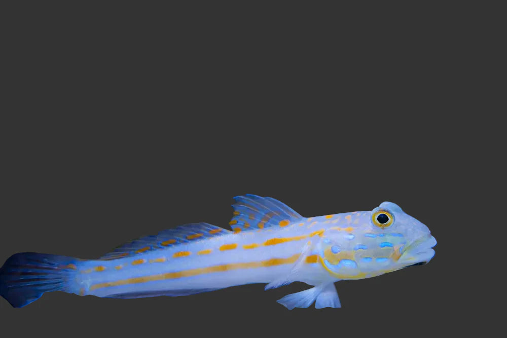 Diamond Sleeper Goby (2-3’’)