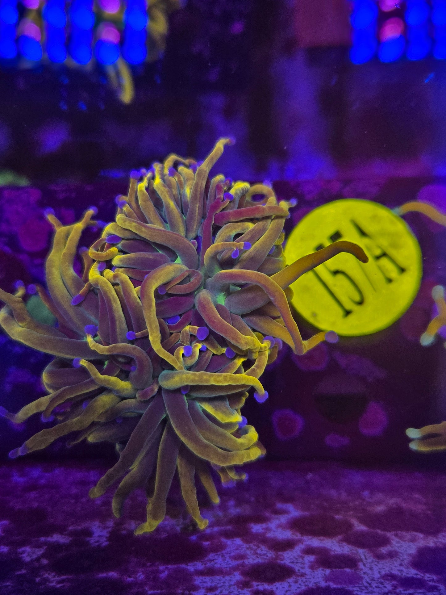 Dragon Tamer Torch Coral WYSIWYG!