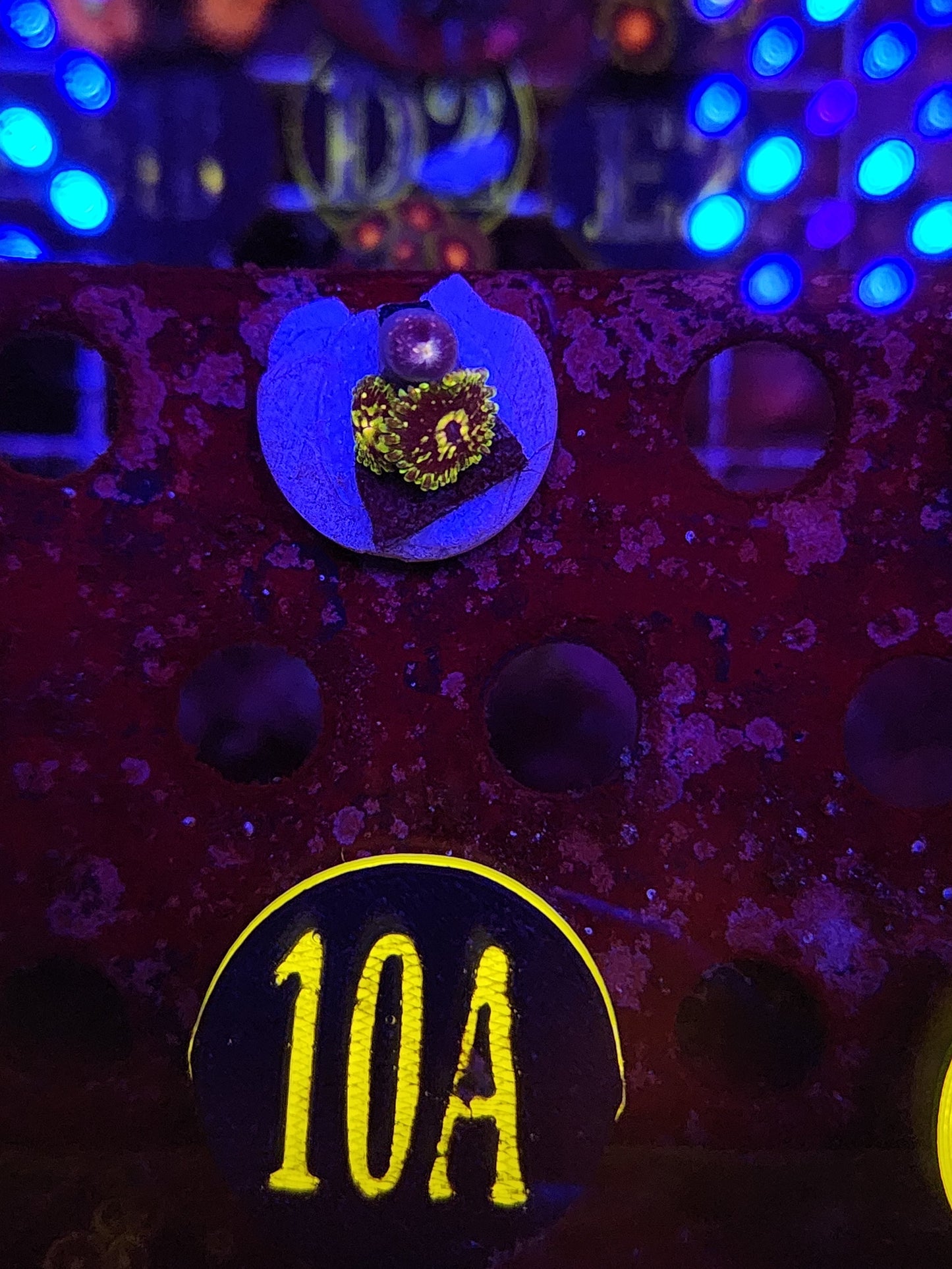 Exosphere Zoanthid Frag WYSIWYG!