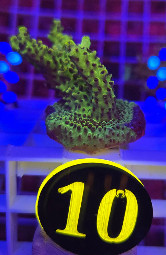 Garf Bonsai Acro WYSIWYG!