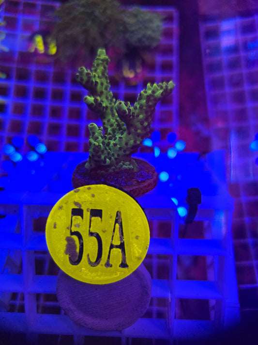 Garf Bonsai Acro WYSIWYG