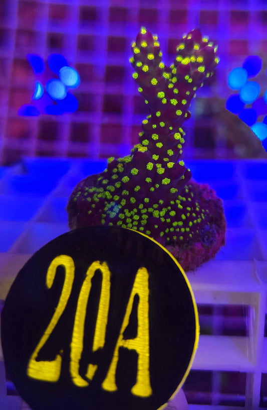 Garf Bonsai Acro WYSIWYG!