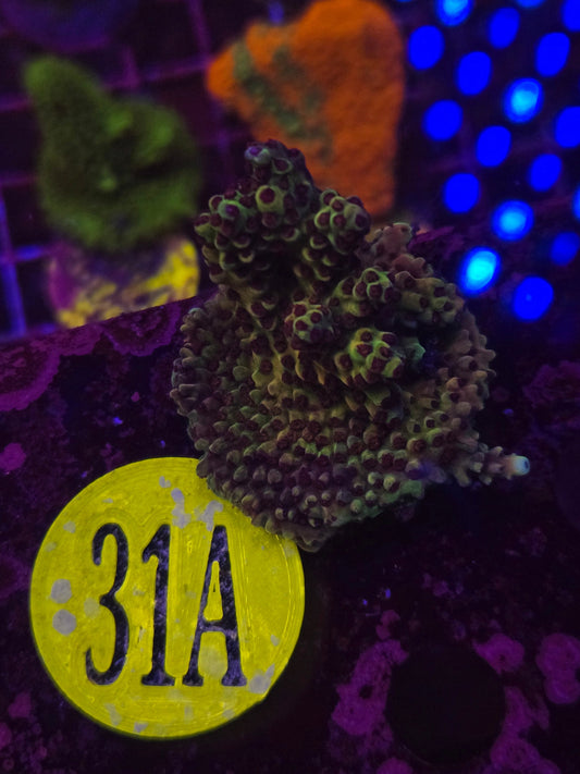 GLC Blueberry Fields Acro Frag WYSIWYG!