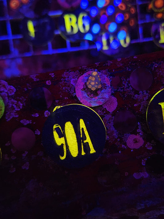 GLC Walt Disney Acro WYSIWYG!