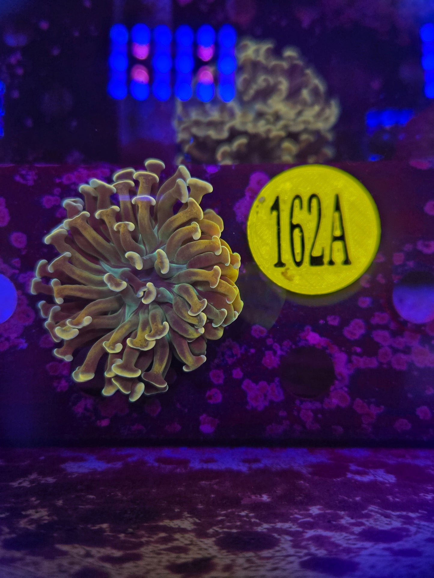 GLC Gold Rush Hammer Coral WYSIWYG!