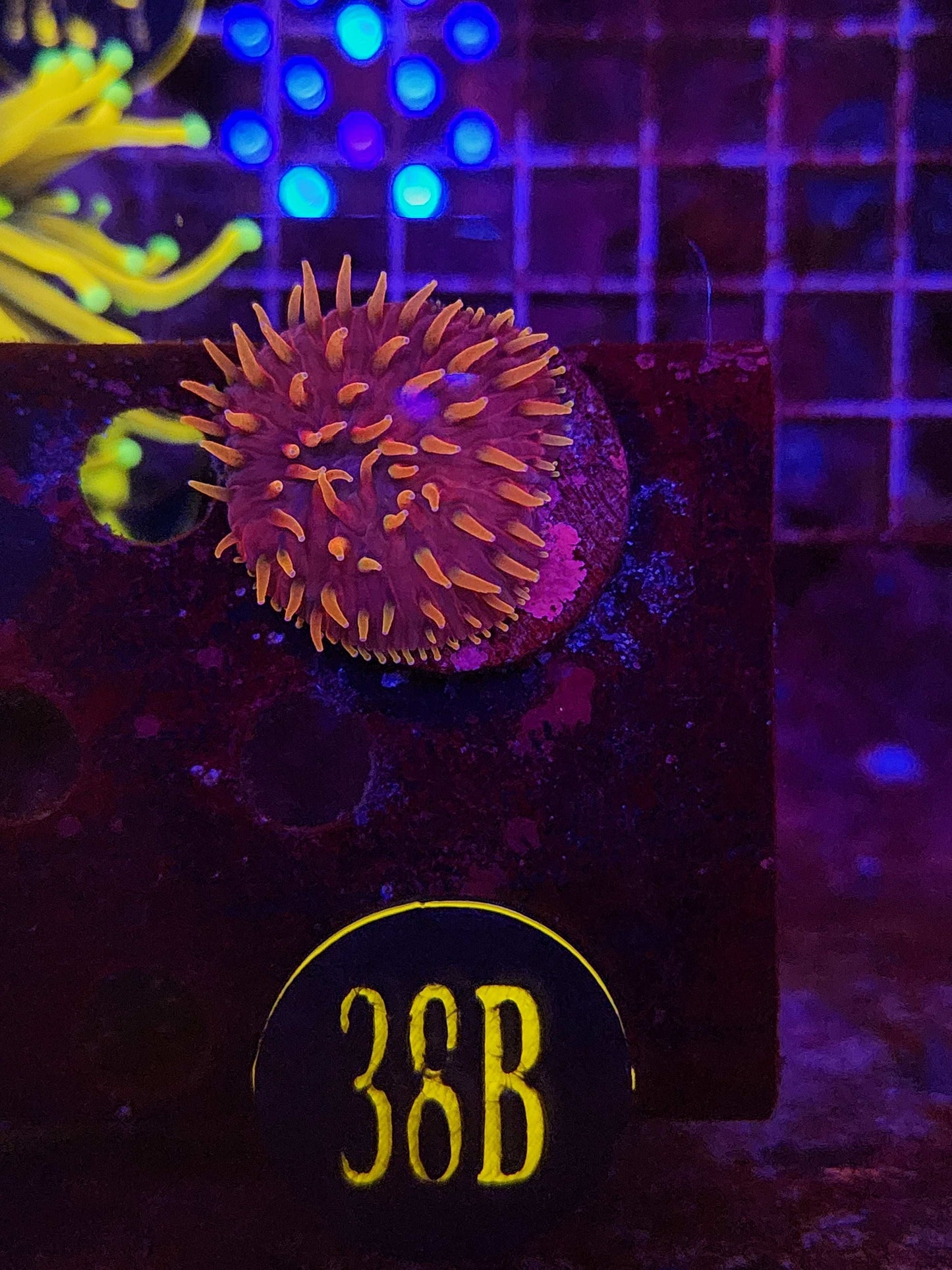 GLC Gold Rush Plate Coral, WYSIWYG!