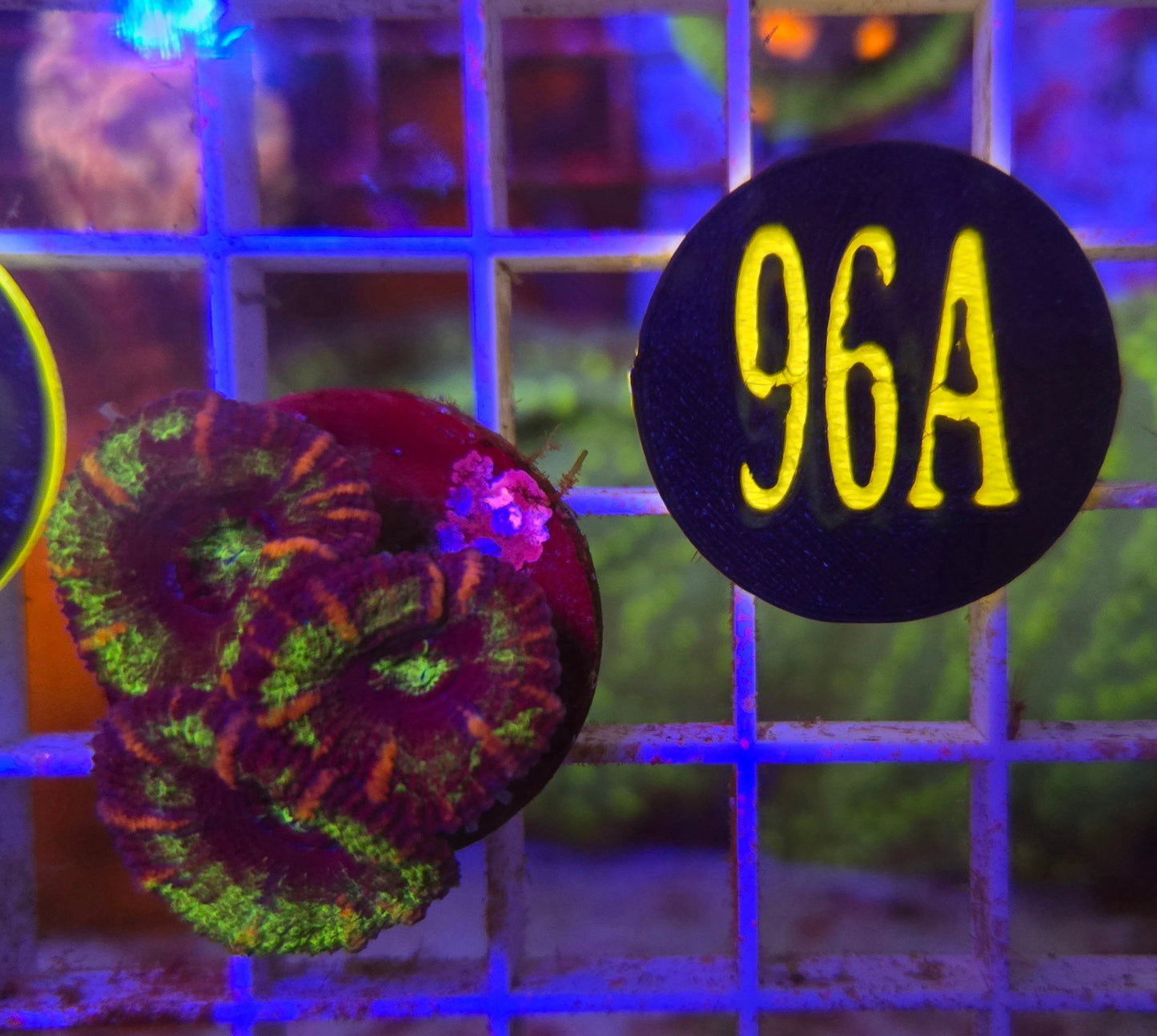 GLC Green Acan WYSIWYG!