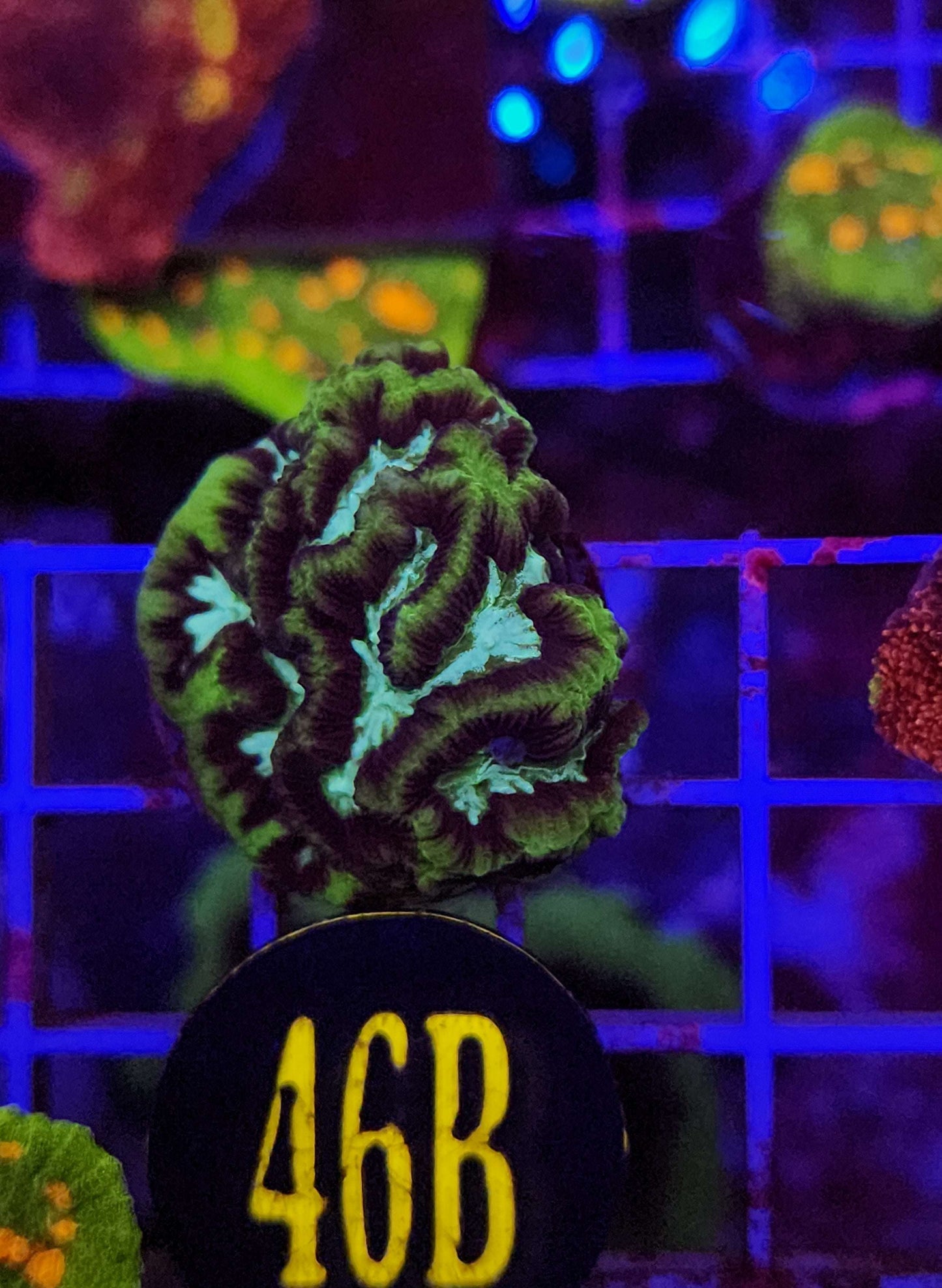 GLC Green Goblin Platygyra Maze Coral, WYSIWYG!