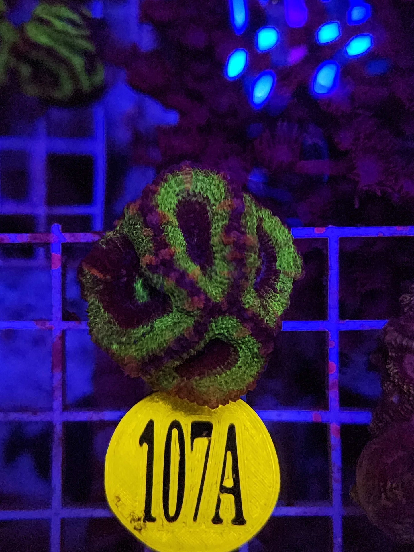 GLC Green Machine Acan Frag, WYSIWYG!