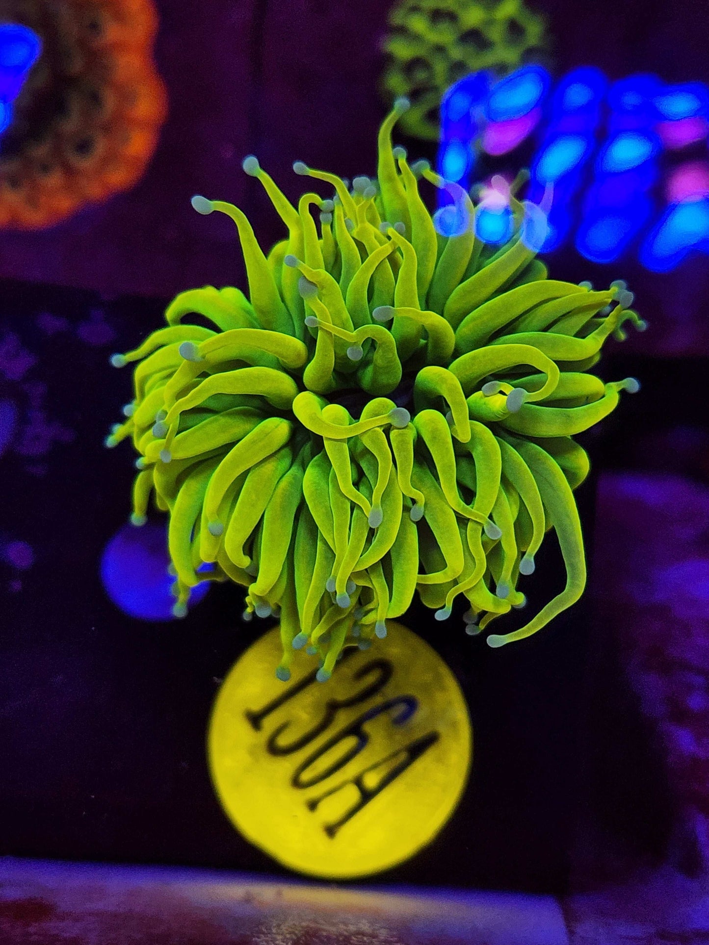 GLC Holy Grail Torch Coral, WYSIWYG!