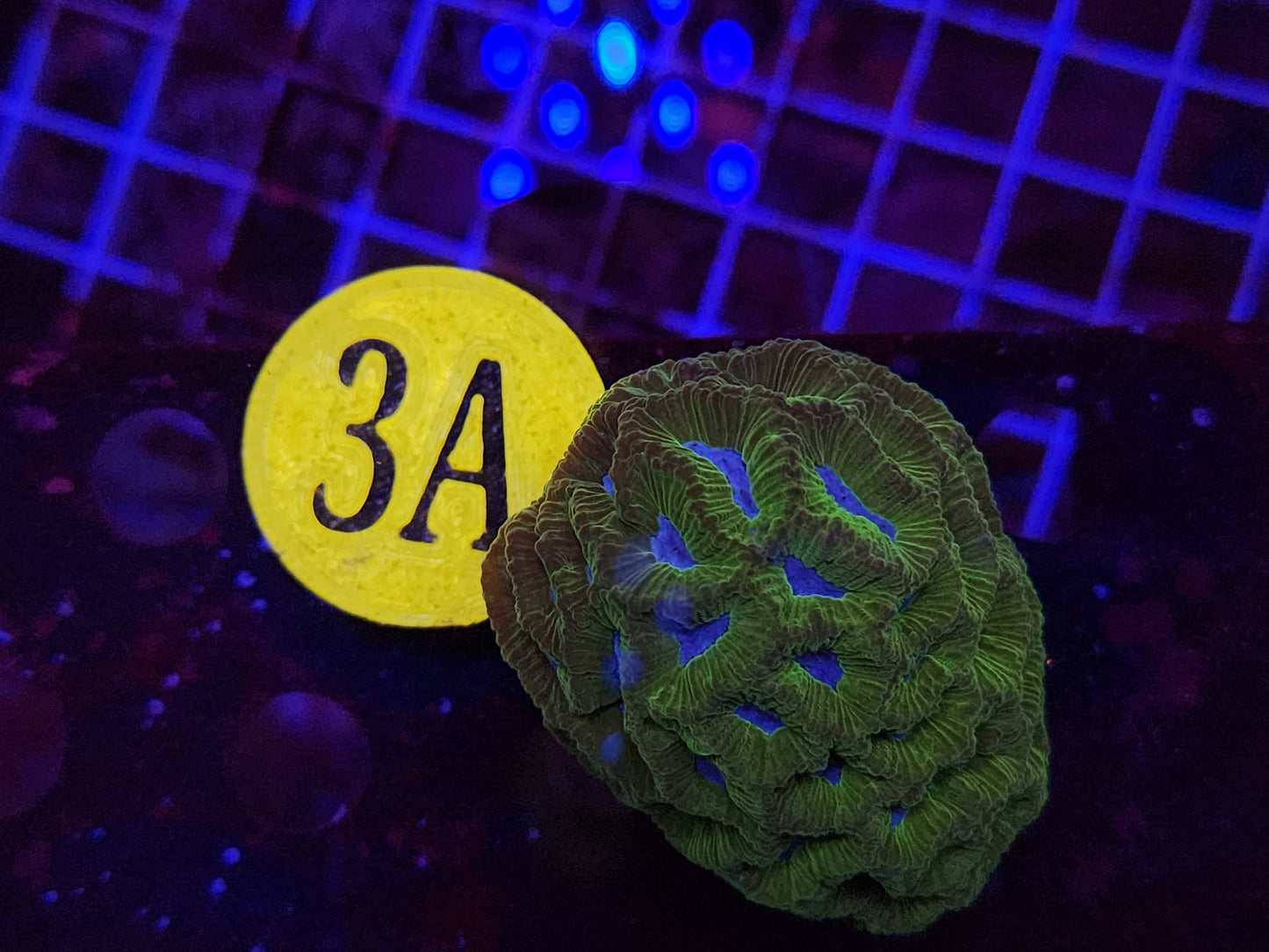 GLC Planet Earth Brain Coral, WYSIWYG!