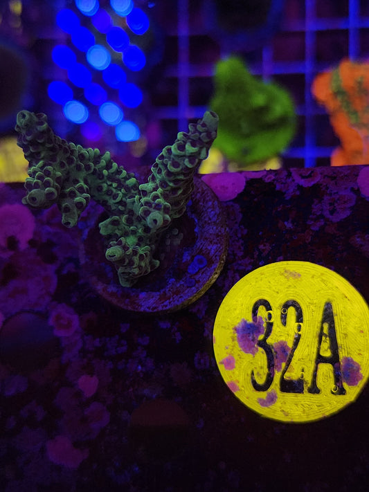 GLC Purple Rain Acro WYSIWYG!