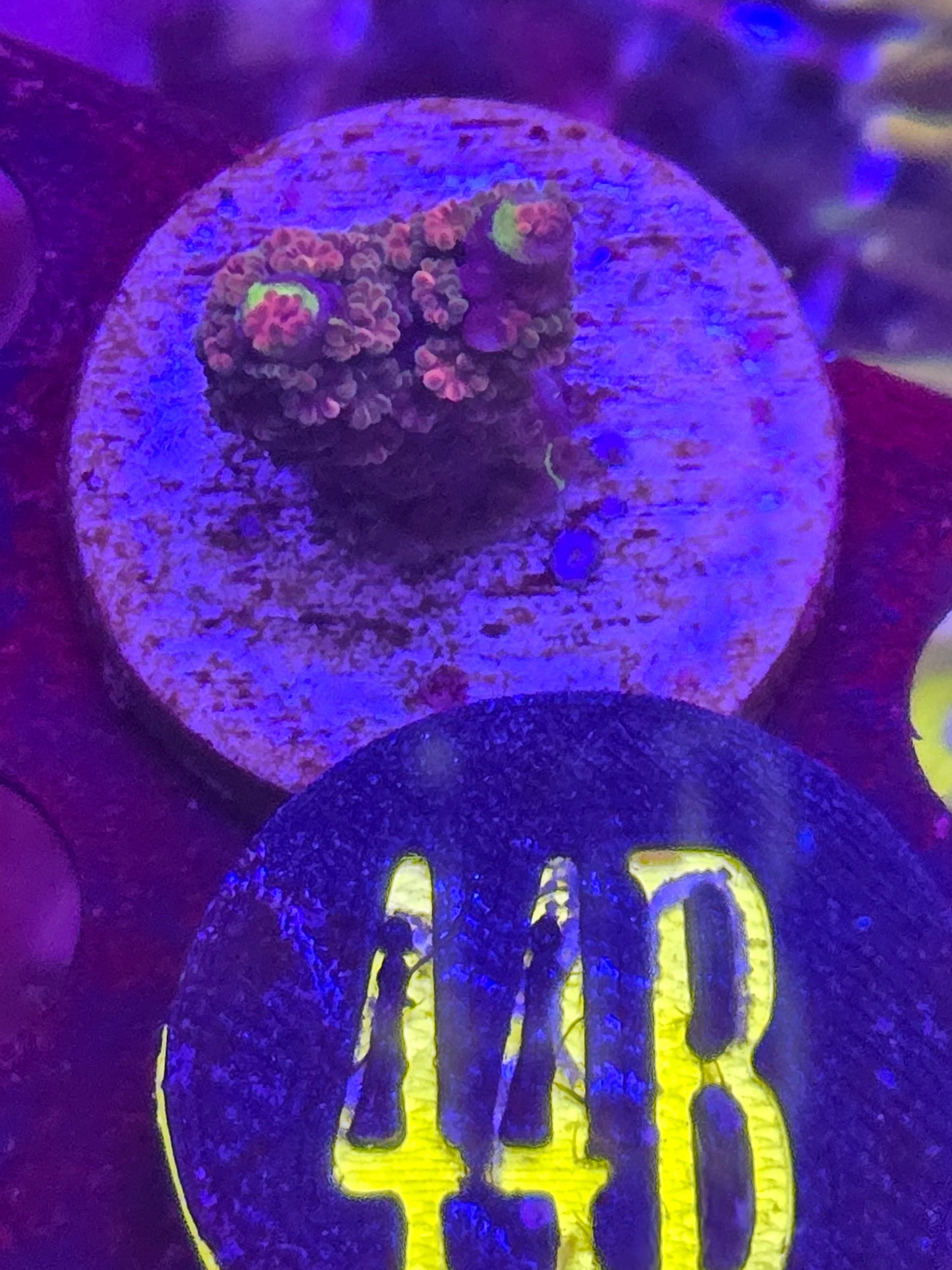 GLC Rainbow Confetti Acro WYSIWYG!