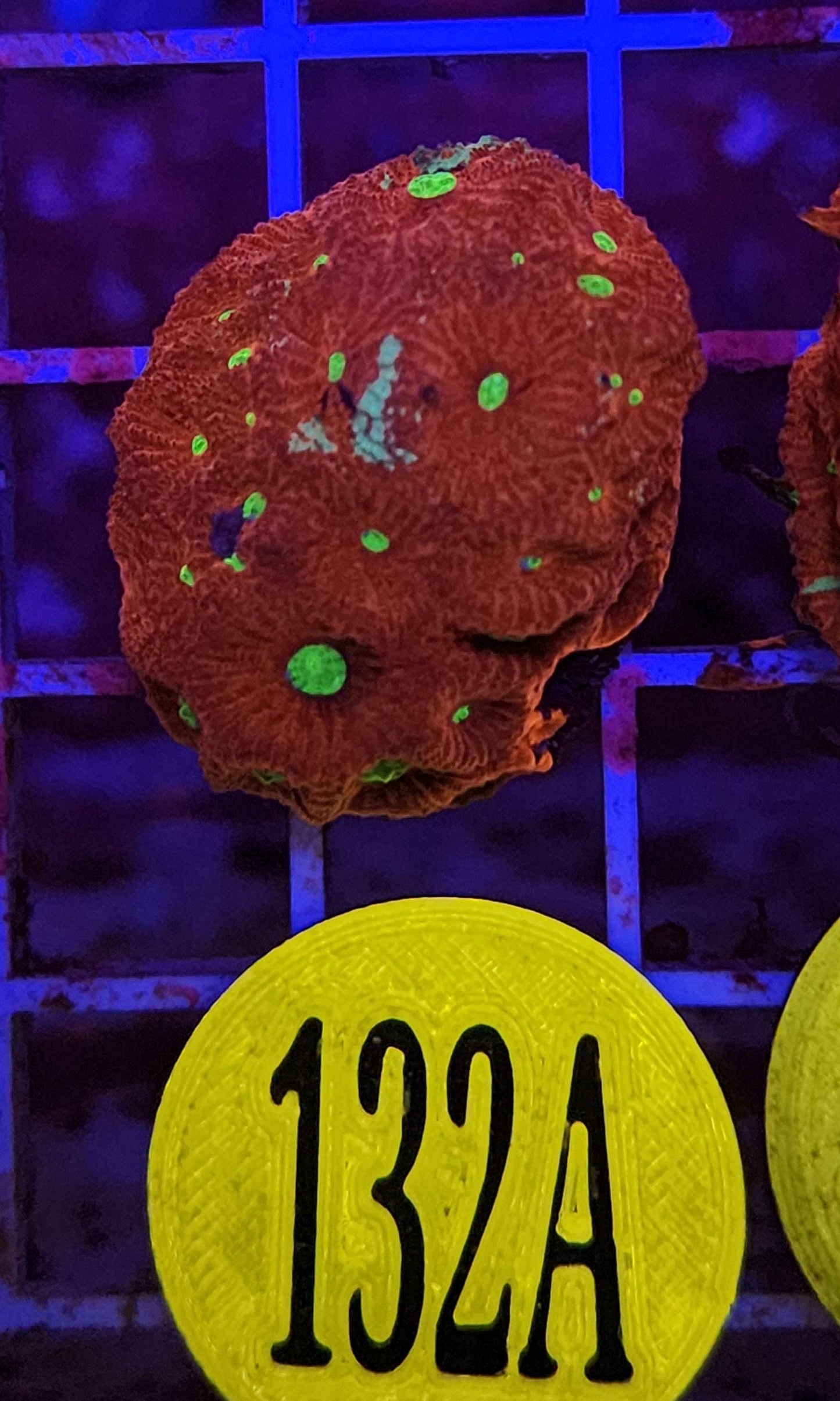 GLC Red Lagoon Favites, WYSIWYG!