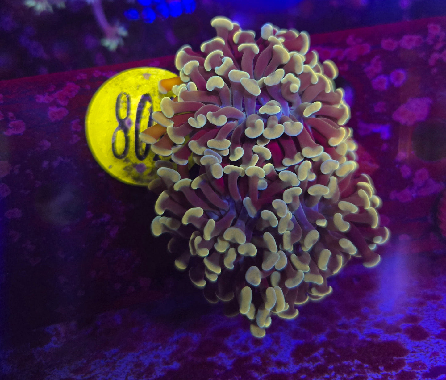 Golden Teal Hammer Coral WYSIWYG!