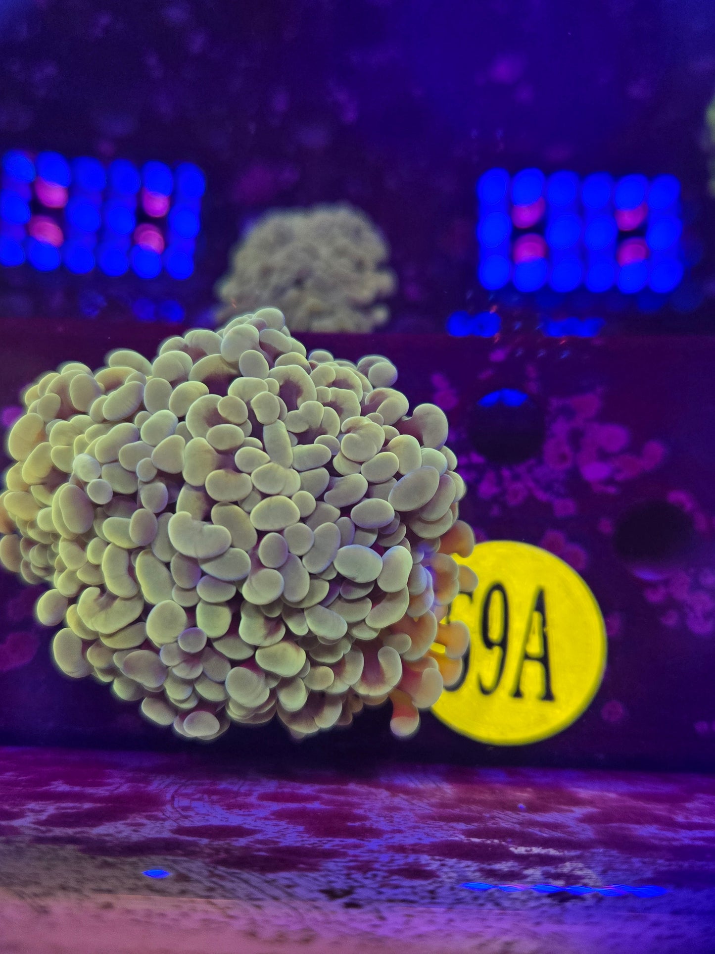 Goldy Locks Hammer Coral WYSIWYG!