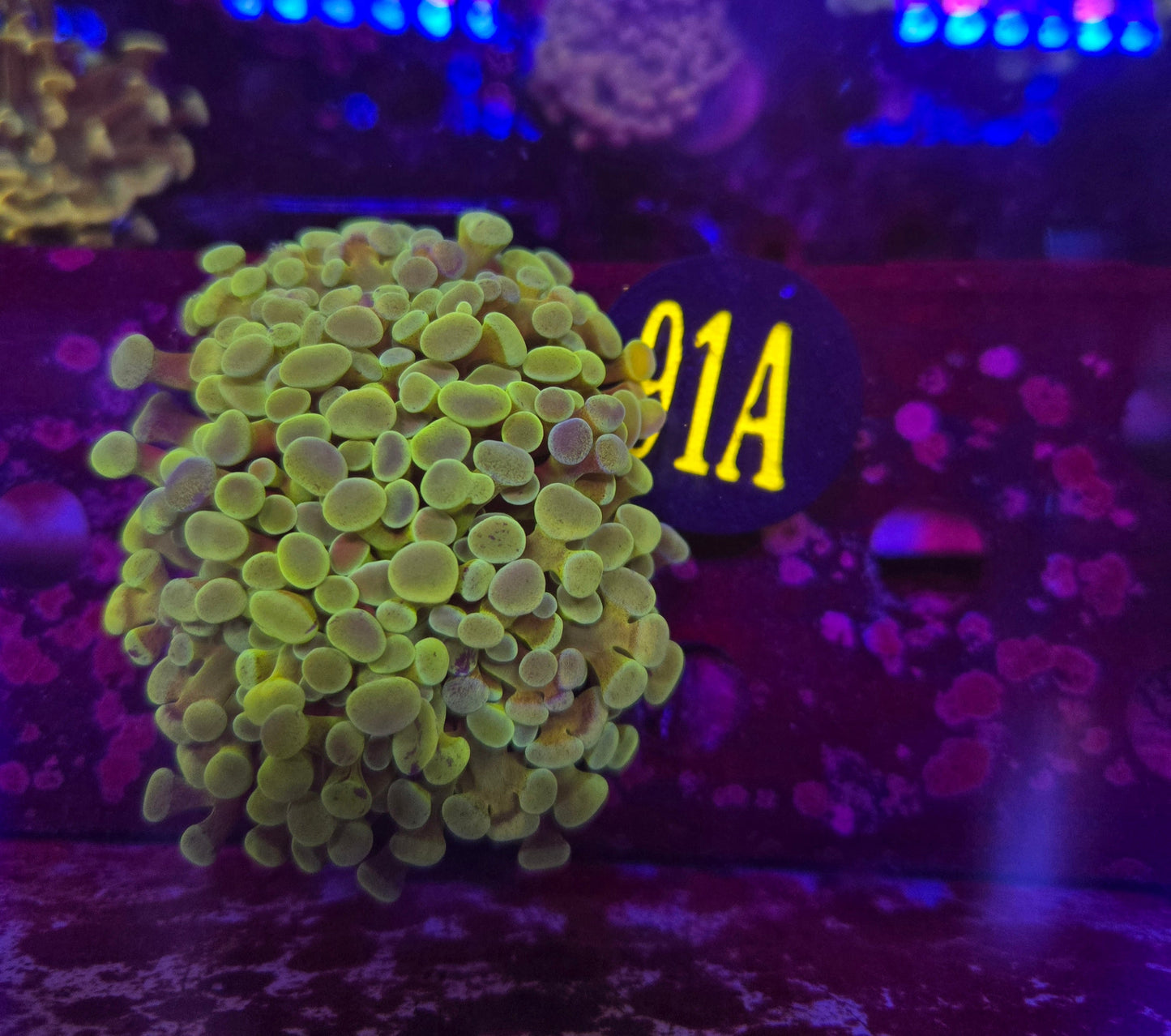 Green Rainbow Hammer Coral WYSIWYG!