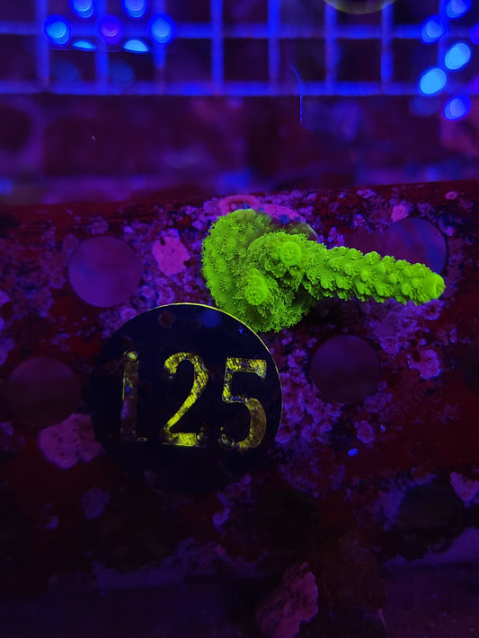 Green Slimer Acro WYSIWYG!