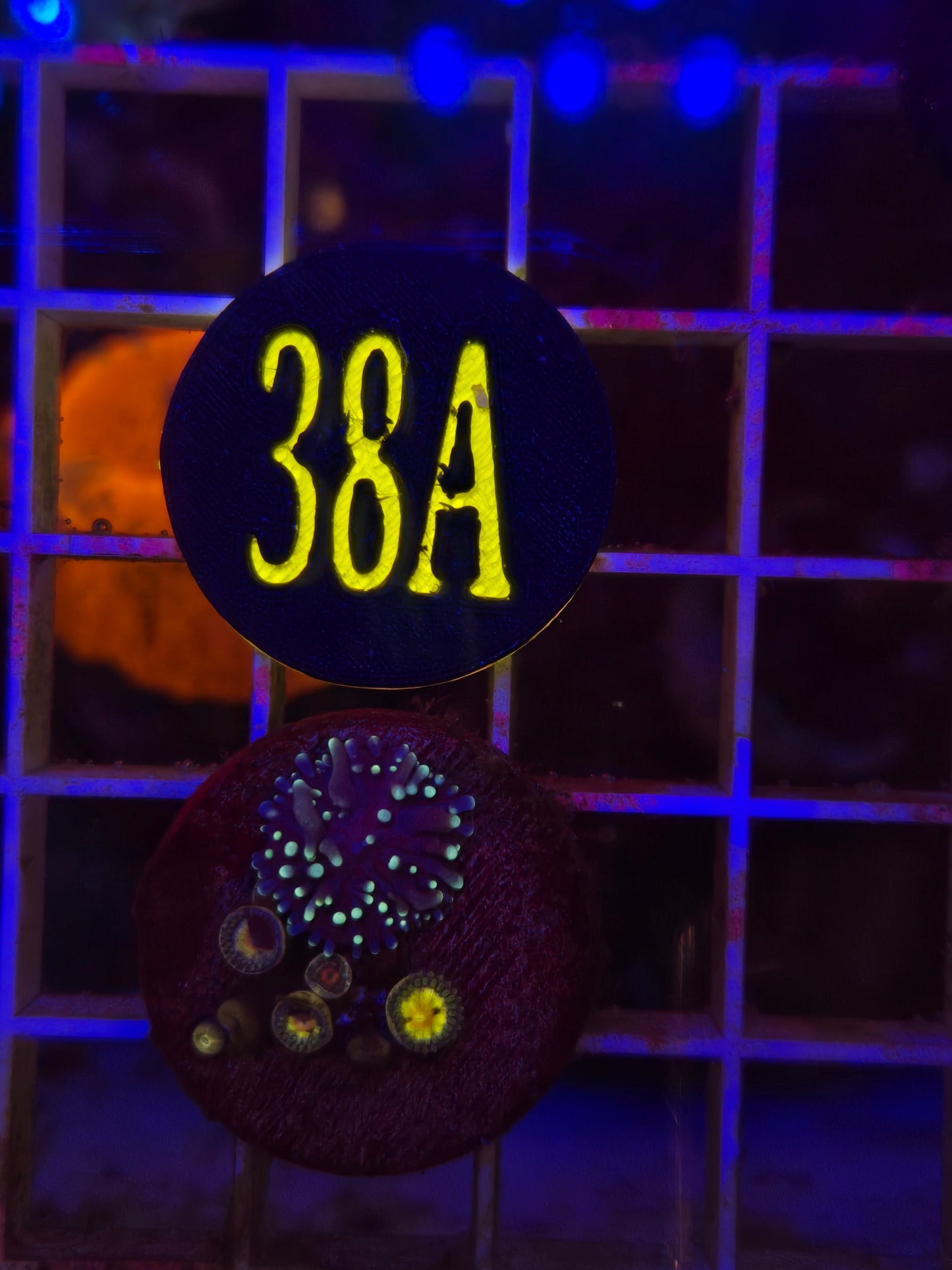 Hairy Mushroom/Zoa Combo Frag WYSIWYG!