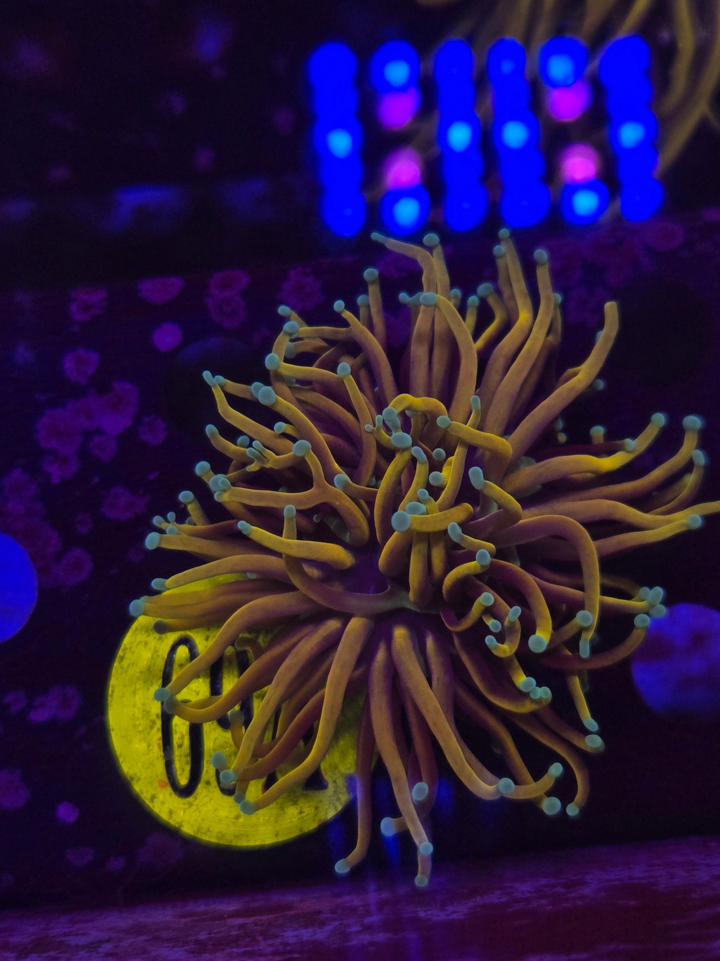 Hellfire Torch Coral WYSIWYG!
