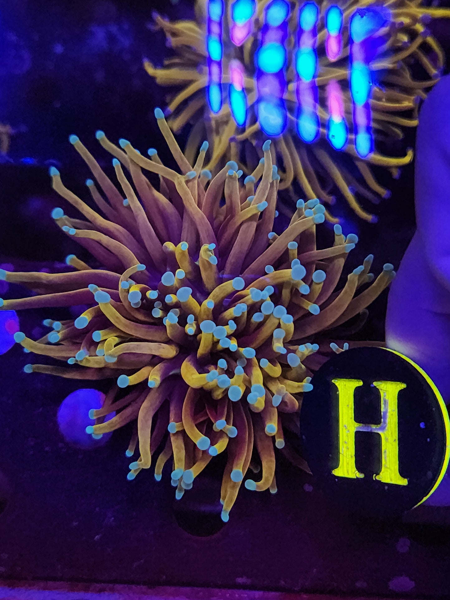 Hellfire Torch Coral WYSIWYG!
