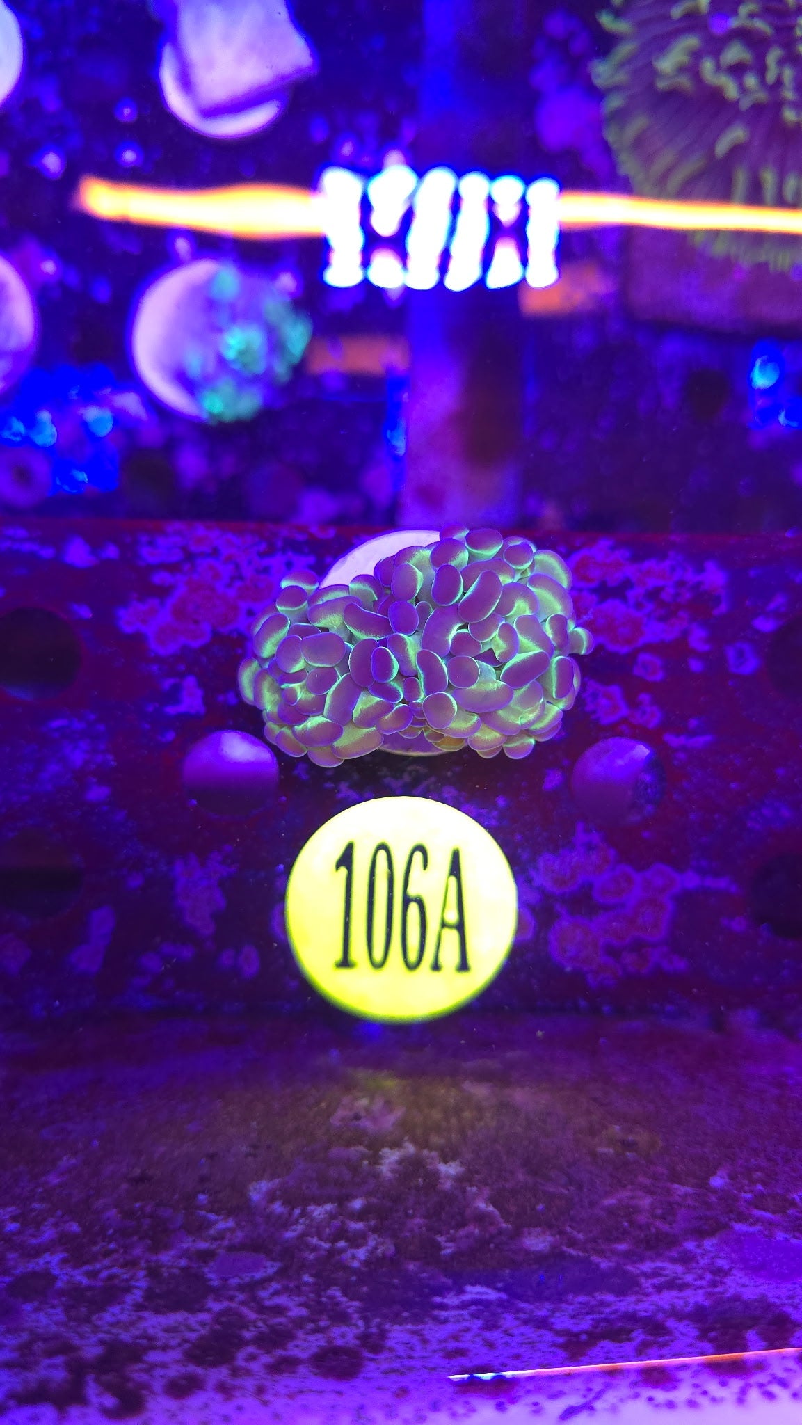 Hologram Hammer Coral WYSIWYG!