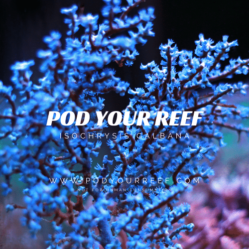 Isochrysis galbana Phytoplankton - Phytoplankton