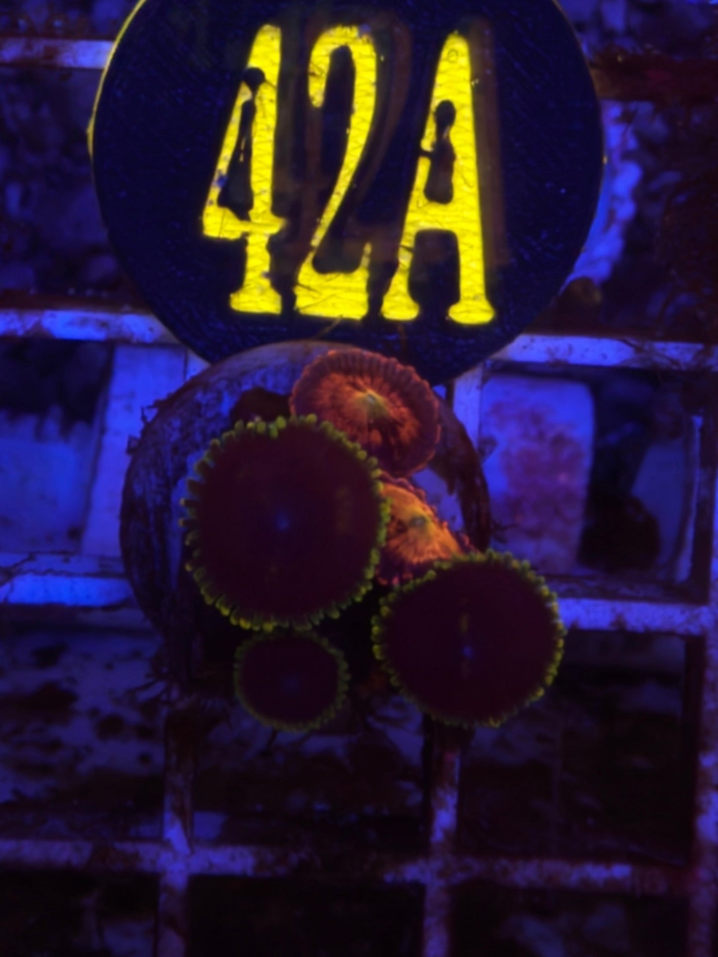 Joker Combo Zoanthid Frag WYSIWYG!