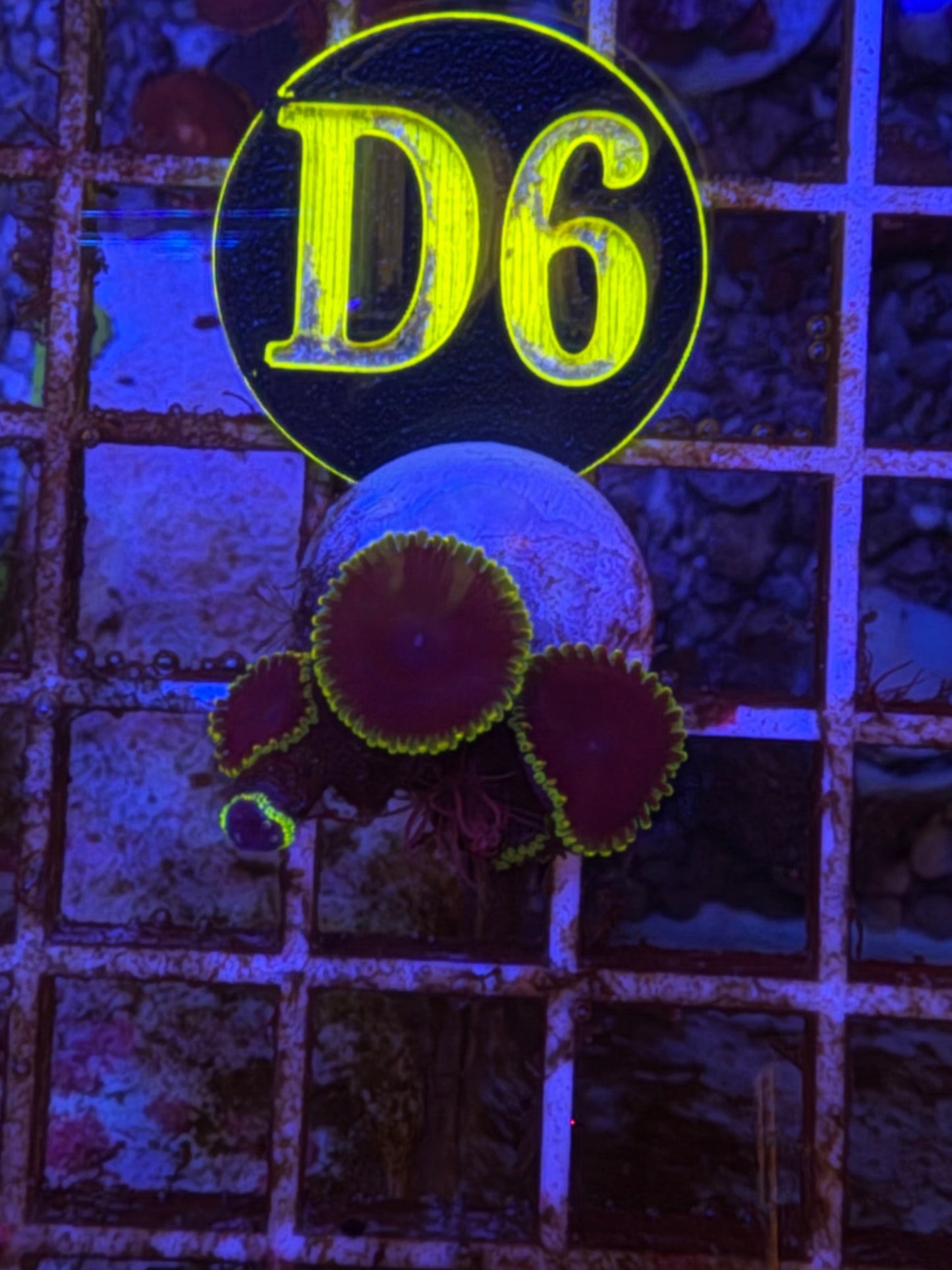 Joker Zoanthid Frag WYSIWYG!