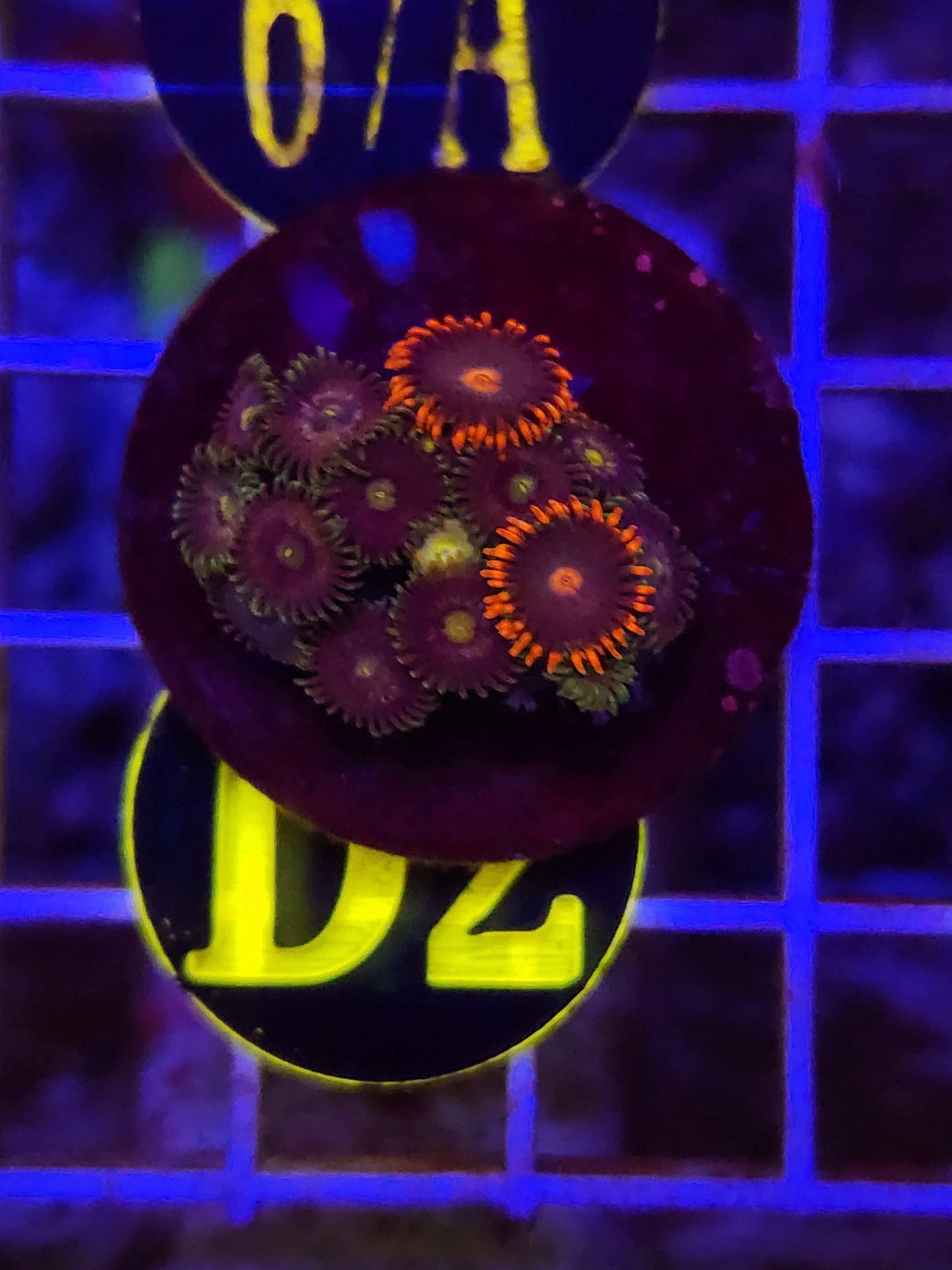 Kraken Zoanthid Combo Frag, WYSIWYG!