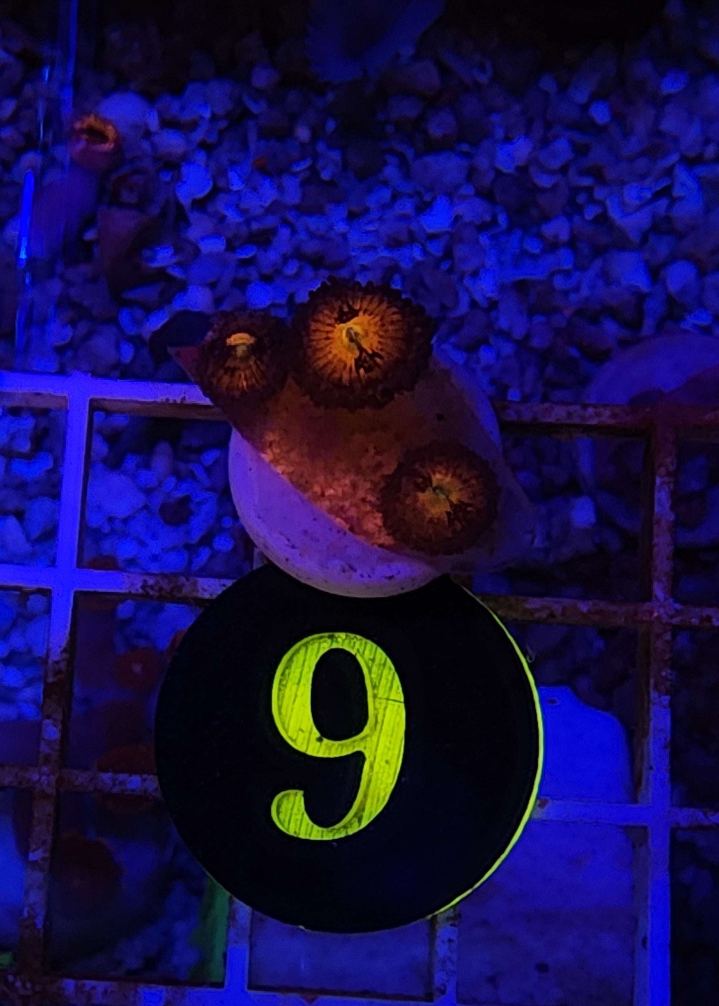 Mambo Jambo Zoanthid Frag, WYSIWYG!